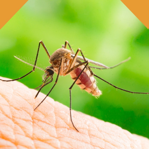 Désinsectisation & élimination des moustiques à Peyrolles-en-Provence : Nuisibles 13