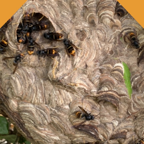 Nuisibles 13 : destruction nids de guêpes à Marignane dans les Bouches-du Rhône (13)