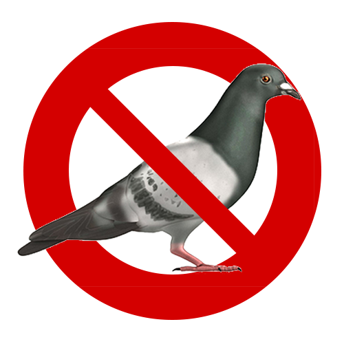 Pigeon.png