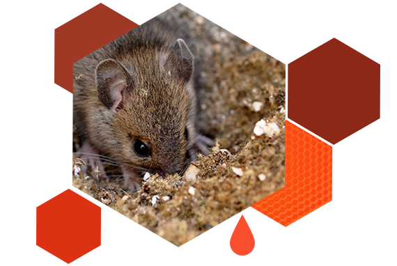 Nuisibles 13 : élimination des rats dans les Bouches-du Rhône (13)
