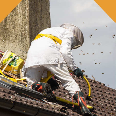 Nuisibles 13 : démolition nid d'abeilles à Marseille dans les Bouches-du Rhône (13)