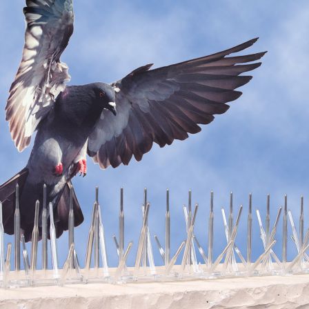 dépigeonnage-Simiane-Collongue-lutte-anti-pigeon
