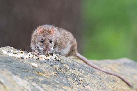 société-dératisation-Cuges-les-Pins-nuisibles13