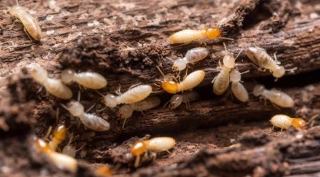 Traitement-anti-termites-Châteauneuf-les-Martigues-nuisibles13