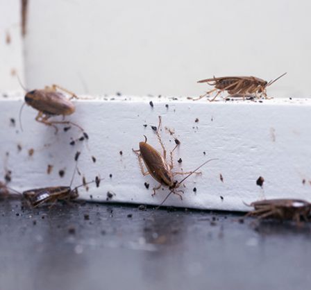 entreprise-désinsectisation-traitement-cafard-marseille