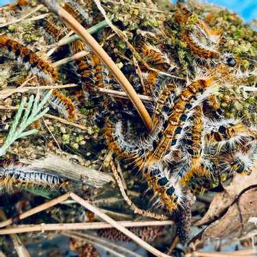 Entreprise de traitement de chenilles processionnaires  à Meyrargues : Nuisibles 13